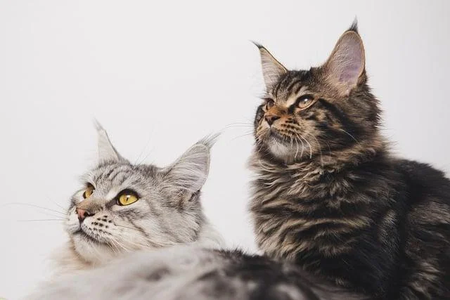 Eine dunkle und eine kleinere helle Maine Coon schauen stolz nach oben.