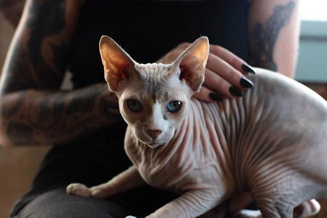 Sphynx-Katze auf dem Schoß liegend, die von einer Frau mit Tätowierungen gestreichelt wird.
