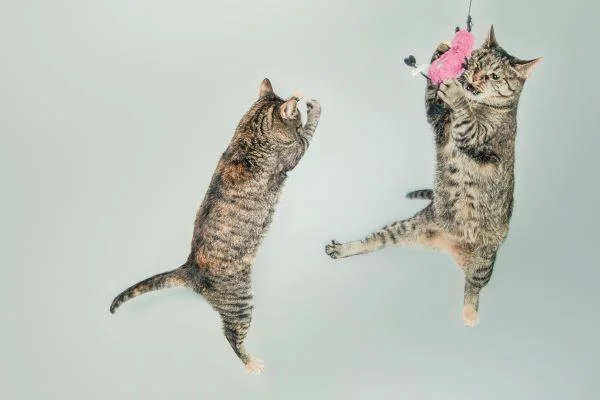 Zwei hochspringende Katzen in der Luft, die mit Katzenspielzeug toben.