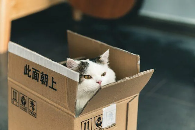 Eine Katze sitzt in einem Umzugskarton mit chinesischer Aufschrift.