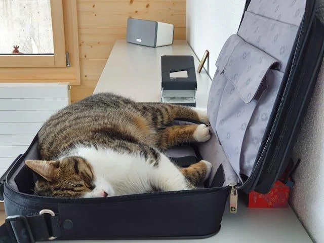 Eine Katze, die in einem aufgeklappten Reisekoffer schläft.