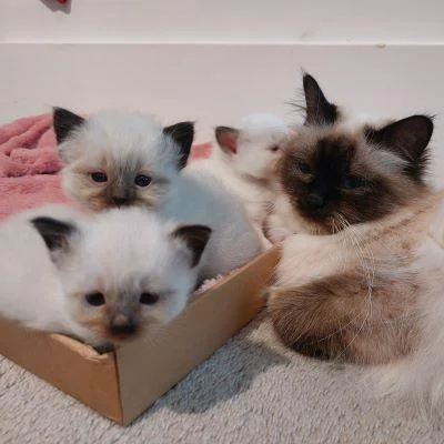 Heilige Birma Katze mit drei Kitten, die in einer Pappschachtel liegen.