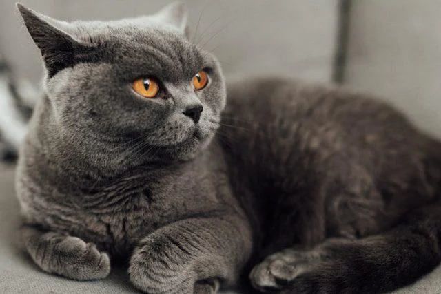 Katzenrassen für Anfänger: Foto einer liegenden Britisch Kurzhaar Katze, die sich gut für Anfänger eignet.