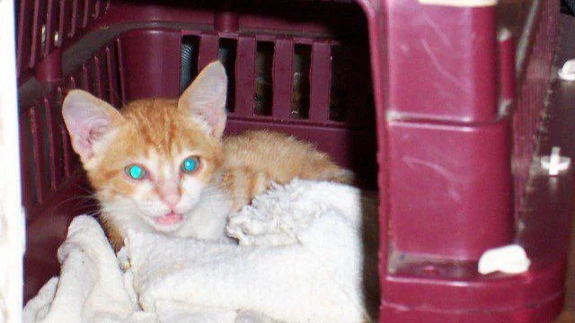 Junge Katze, die in einer Transportbox im Flugzeug liegt.