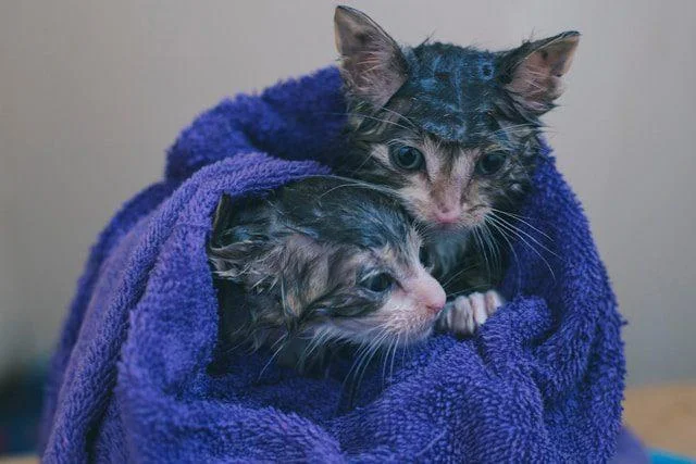 Zwei nasse Katzen nach dem Baden, die in einem blauen Handtuch eingewickelt sind.