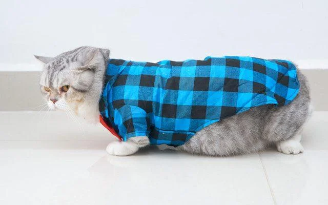 Katzenkleidung - liegende Katze in einem blau-karierten Hemd