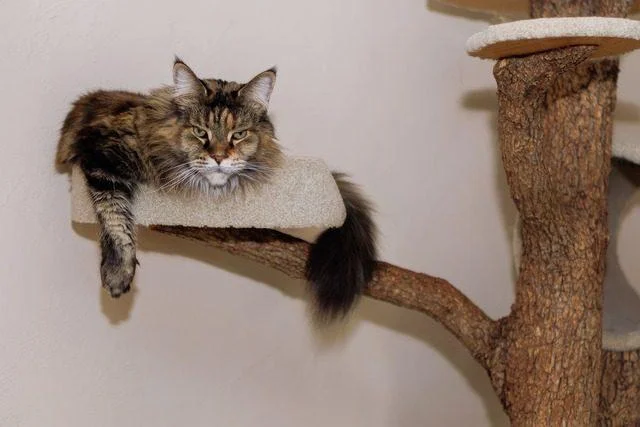 Maine Coon Katze, die auf einem Natur-Kratzbaum liegt