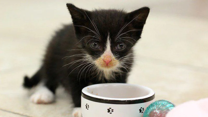 Darf diese Katze Butter fressen? Kleine schwarze Katze die an einer Tasse Milch schnuppert