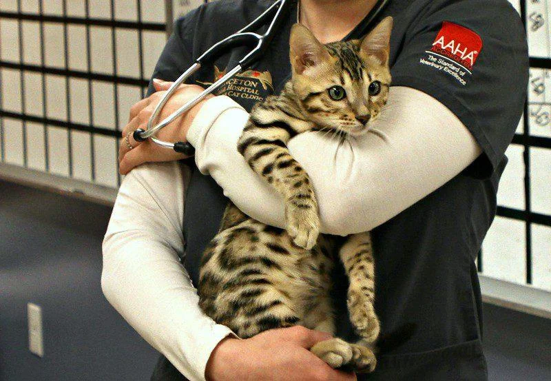 Katzenkrankheiten: Katze auf dem Arm eines Tierarztes bei einer Untersuchung