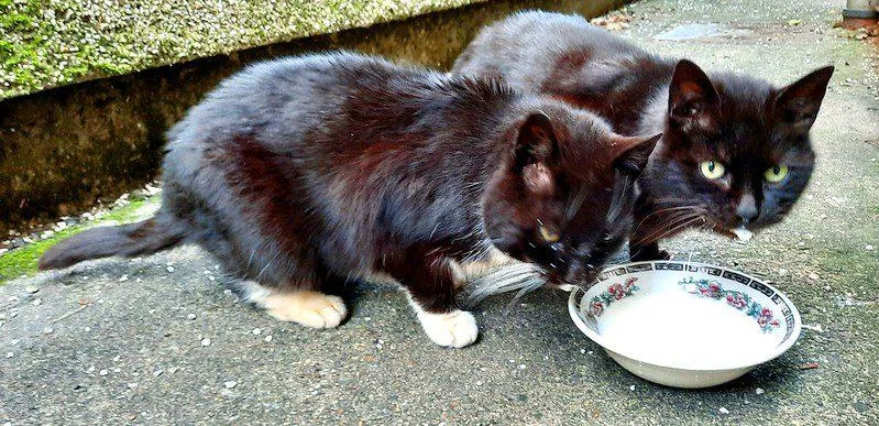 Darf die Katze Joghurt fressen? Zwei kleine schwarze Katzen fressen nebeneinander Joghurt in einer Schale