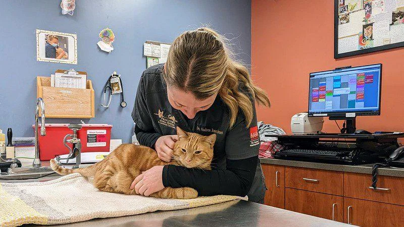 Katze mit FIP bei der Untersuchung bei einer Tierärztin
