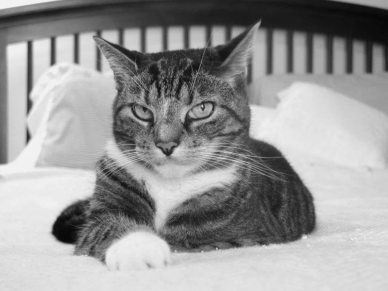 Katzen Schlafplatz einer Katze im Doppelbett