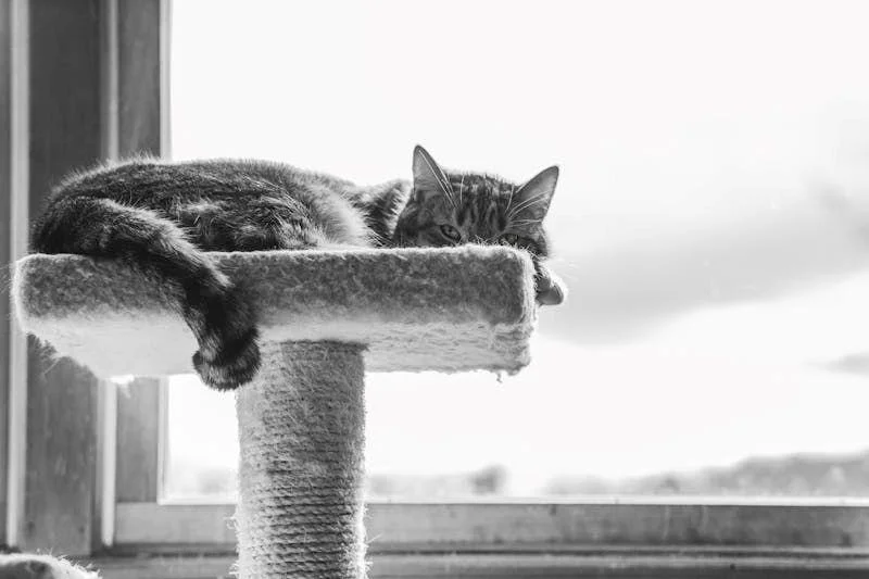 Gehört auch zur Katzen Grundausstattung: Katze räkelt sich auf einem Kratzbaum, der zur Grundausstattung: gehört
