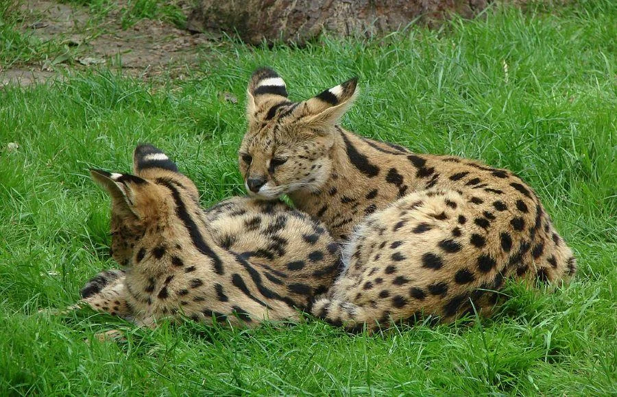 Eine Katzen Naturrasse ist der Serval: Hier spielen zwei junge Servale spielen auf einer grünen Wiese in einem französischen Zoo.