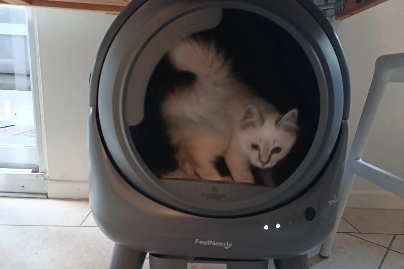 So schön kann ein elektrisches Katzenklo sein: Heilige Birma Katze in einem automatischen Katzenklo